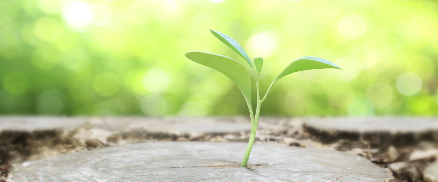 Intelligentie leven zelf