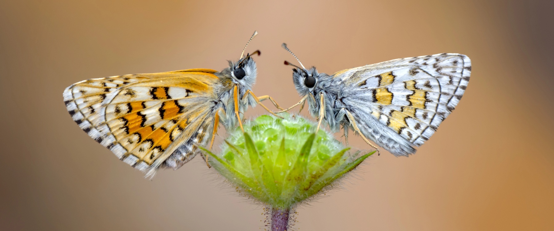 Wende Snijders Sommige liedjes