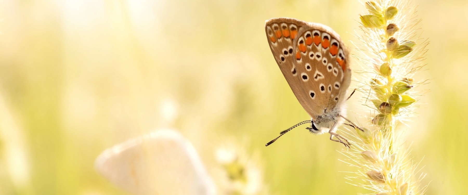 artikel hoe wordt een rups een vlinder