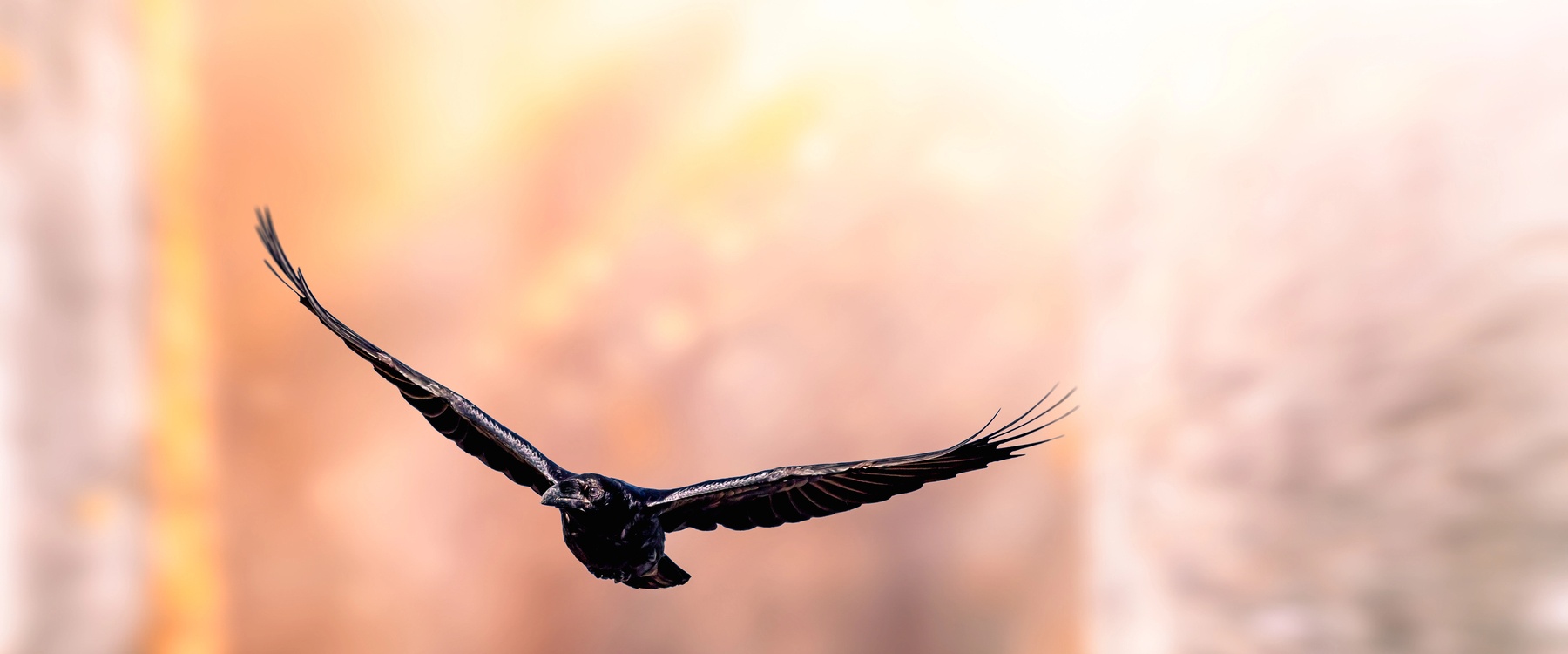 Een raaf laat zien intelligentie in de natuur werkt
