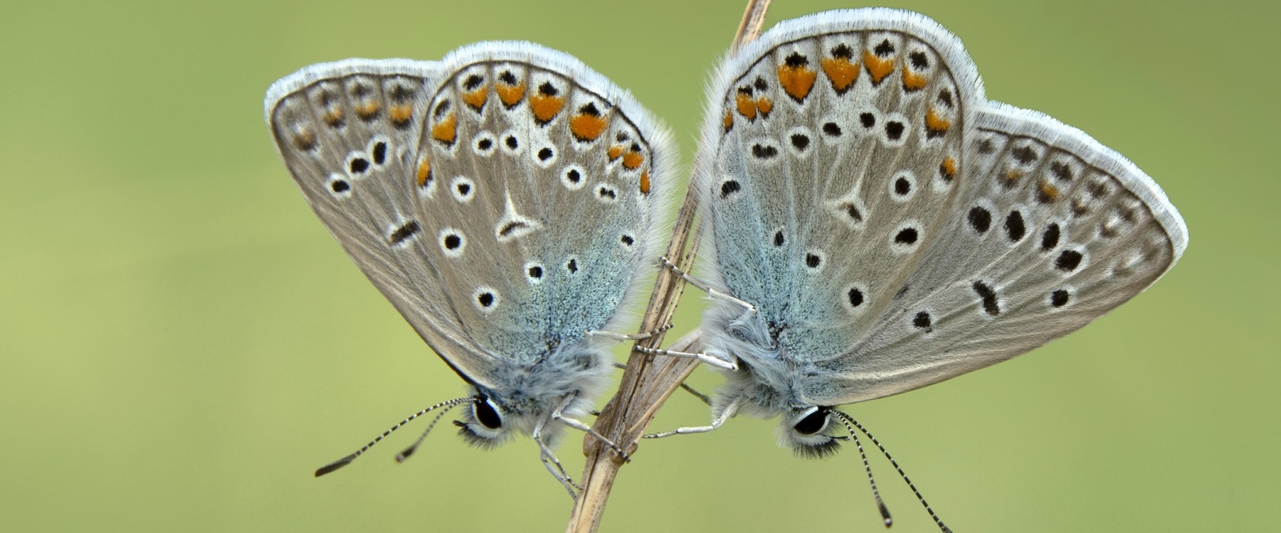 Wet van Aantrekkingskracht 1
